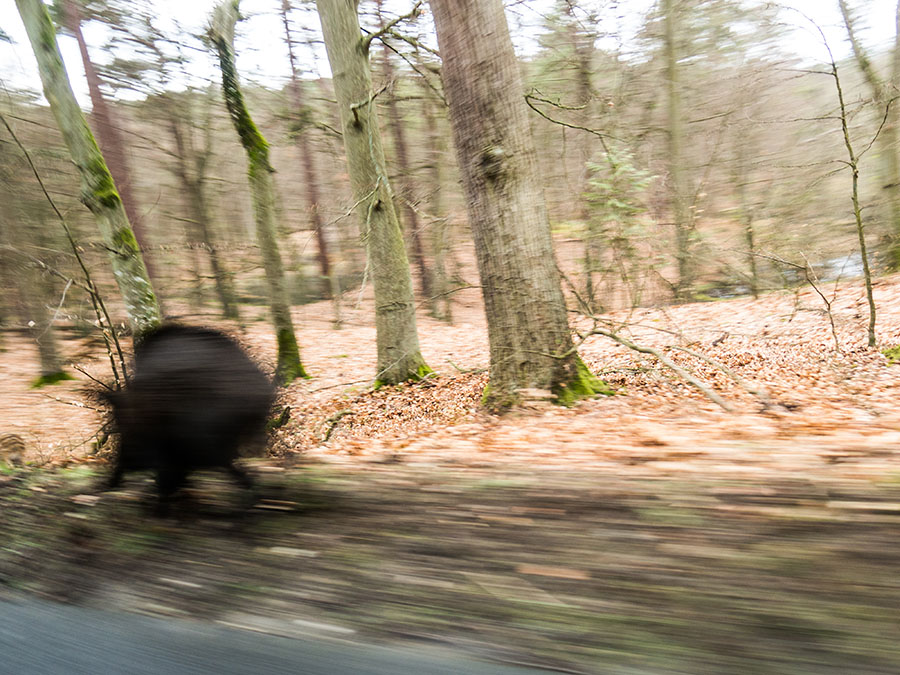 Wildschwein rennt m Wald entlang