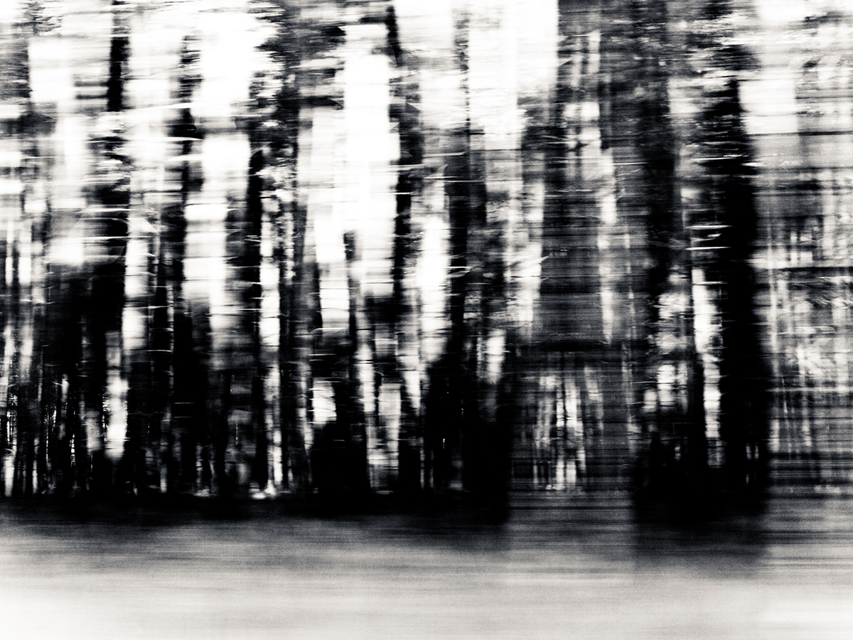 sw-Foto: Wald in Bewegungsunschärfe