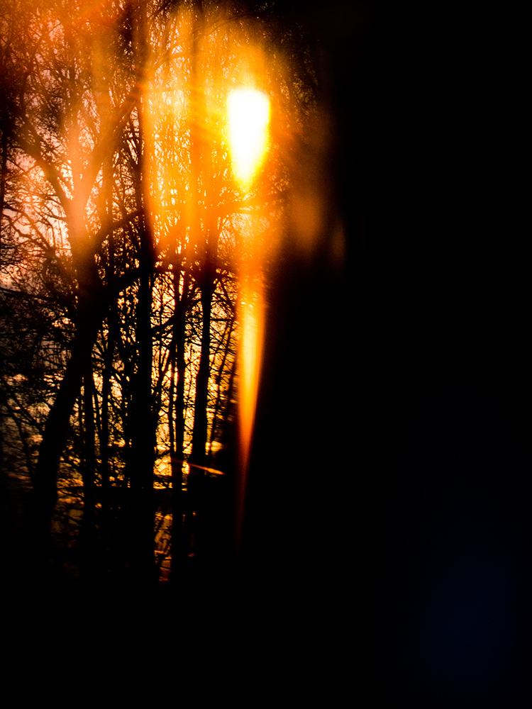 goldenes Sonnenlicht scheint abends durch die Bäume